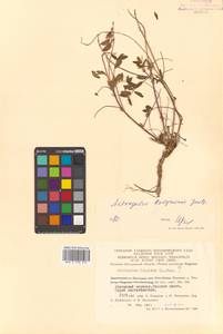 Astragalus tugarinovii Basil., Siberia, Chukotka & Kamchatka (S7) (Russia)