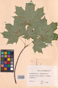 Acer platanoides L., Eastern Europe, Central forest-and-steppe region (E6) (Russia)