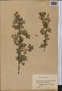 Ribes aureum Pursh, America (AMER) (Russia)