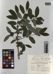 KUZ 004 664, Lonicera caerulea subsp. altaica (Pall.) Gladkova, Siberia, Altai & Sayany Mountains (S2) (Russia)