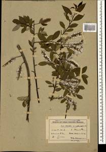 Salix triandra L., Caucasus, Azerbaijan (K6) (Azerbaijan)