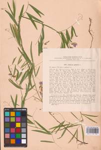 Lathyrus palustris L., Eastern Europe, Central region (E4) (Russia)