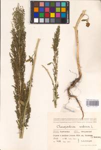 Oxybasis urbica (L.) S. Fuentes, Uotila & Borsch, Eastern Europe, Central forest-and-steppe region (E6) (Russia)