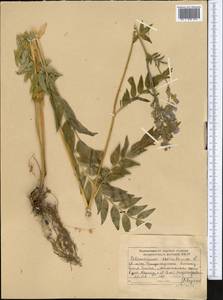 Polemonium caucasicum N. Busch, Middle Asia, Dzungarian Alatau & Tarbagatai (M5) (Kazakhstan)