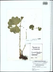 Alchemilla lindbergiana Juz., Eastern Europe, Central region (E4) (Russia)