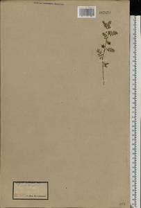 Tribulus terrestris L., Eastern Europe, North Ukrainian region (E11) (Ukraine)