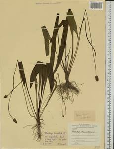 Plantago lanceolata L., Eastern Europe, Central region (E4) (Russia)