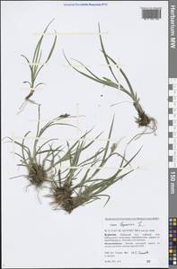 Carex leporina L., Siberia, Baikal & Transbaikal region (S4) (Russia)