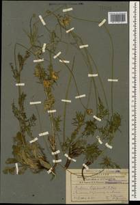 Scabiosa bipinnata C. Koch, Caucasus, Armenia (K5) (Armenia)