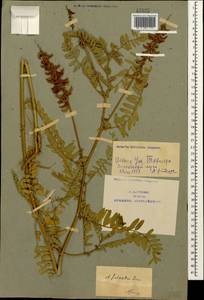 Astragalus falcatus Lam., Caucasus, Azerbaijan (K6) (Azerbaijan)