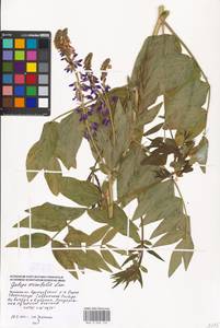 Galega orientalis Lam., Eastern Europe, Moscow region (E4a) (Russia)