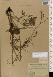 Peucedanum ruthenicum M. Bieb., Caucasus, Krasnodar Krai & Adygea (K1a) (Russia)