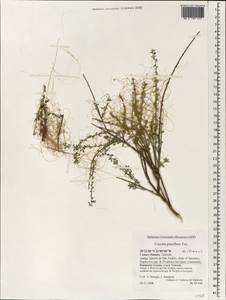 Cuscuta planiflora Ten., Africa (AFR) (Spain)