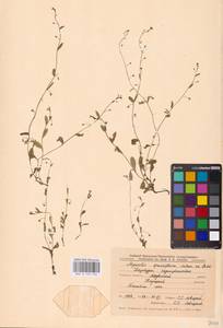 MHA 0 153 426, Myosotis sparsiflora J.C.Mikan ex Pohl, Eastern Europe, Central forest-and-steppe region (E6) (Russia)