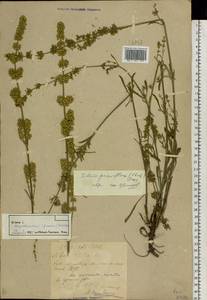 Silene borysthenica (Gruner) Walters, Eastern Europe, Central forest-and-steppe region (E6) (Russia)