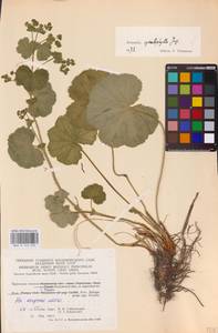 Alchemilla cymatophylla Juz., Eastern Europe, Central region (E4) (Russia)