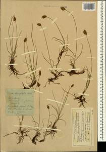 Carex stenophylla Wahlenb., Caucasus, Stavropol Krai, Karachay-Cherkessia & Kabardino-Balkaria (K1b) (Russia)