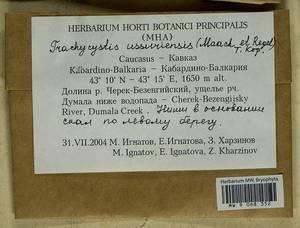 Trachycystis ussuriensis (Regel & Maack) T.J. Kop., Bryophytes, Bryophytes - North Caucasus & Ciscaucasia (B12) (Russia)