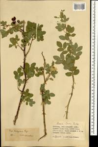 Rosa laxa var. kaschgarica (Rupr.) Y. L. Han, Mongolia (MONG) (Mongolia)