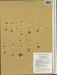 Biscutella didyma L., South Asia, South Asia (Asia outside ex-Soviet states and Mongolia) (ASIA) (Cyprus)