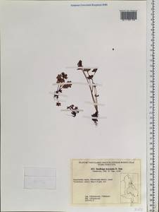 Saxifraga bracteata D. Don, Siberia, Chukotka & Kamchatka (S7) (Russia)