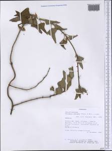 Araujia odorata (Hook. & Arn.) Fontella & Goyder, America (AMER) (Paraguay)