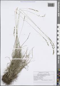 Festuca trachyphylla (Hack.) Hack., Eastern Europe, Central region (E4) (Russia)