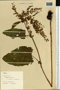 Rumex, Eastern Europe, West Ukrainian region (E13) (Ukraine)