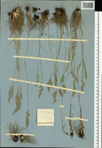 Poa bulbosa L., Eastern Europe, Central forest-and-steppe region (E6) (Russia)