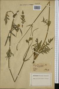 Knautia arvensis (L.) Coult., Western Europe (EUR) (Germany)