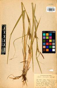 Carex vesicata Meinsh., Siberia, Baikal & Transbaikal region (S4) (Russia)