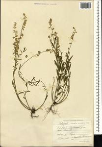 Polygala caucasica Rupr., Caucasus, North Ossetia, Ingushetia & Chechnya (K1c) (Russia)