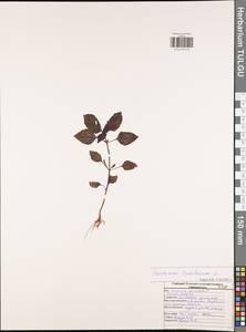 Ocimum basilicum L., Eastern Europe, Central region (E4) (Russia)