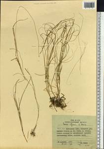 Carex iljinii V.I.Krecz., Siberia, Russian Far East (S6) (Russia)