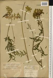 Silphiodaucus prutenicus (L.) Spalik, Wojew., Banasiak, Piwczyñski & Reduron, Eastern Europe, Central region (E4) (Russia)