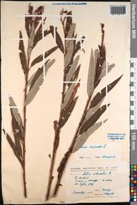 Salix viminalis L., Siberia, Baikal & Transbaikal region (S4) (Russia)