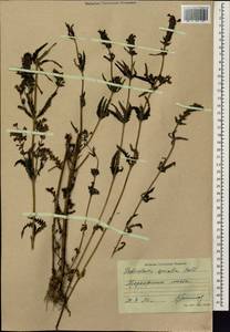 Pedicularis spicata Pall., Siberia, Russian Far East (S6) (Russia)