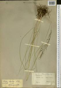 Achnatherum confusum (Litv.) Tzvelev, Siberia, Yakutia (S5) (Russia)