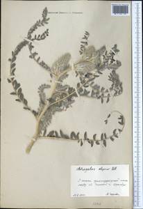 Astragalus alopecias Pall., Middle Asia, Western Tian Shan & Karatau (M3) (Kazakhstan)
