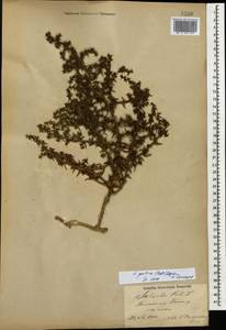 Salsola squarrosa subsp. squarrosa, Caucasus, Azerbaijan (K6) (Azerbaijan)