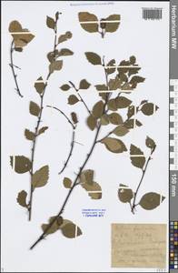 Betula fruticosa Pall., Siberia, Baikal & Transbaikal region (S4) (Russia)