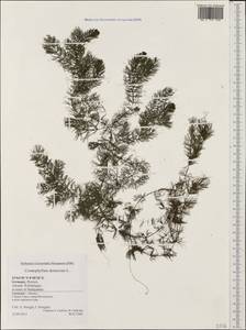 Ceratophyllum demersum L., Western Europe (EUR) (Germany)