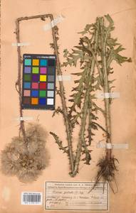 Cirsium palustre (L.) Scop., Eastern Europe, Moscow region (E4a) (Russia)