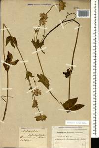 Astrantia maxima Pall., Caucasus, Georgia (K4) (Georgia)