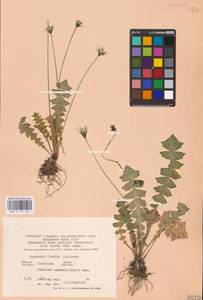 Aposeris foetida (L.) Less., Eastern Europe, West Ukrainian region (E13) (Ukraine)