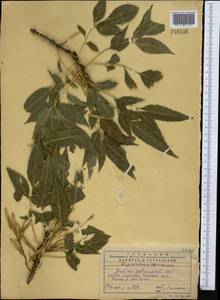 Fraxinus angustifolia subsp. syriaca (Boiss.) Yalt., Middle Asia, Western Tian Shan & Karatau (M3) (Kazakhstan)
