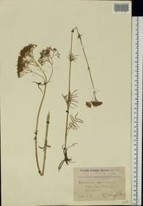 Valeriana officinalis L., Eastern Europe, North Ukrainian region (E11) (Ukraine)