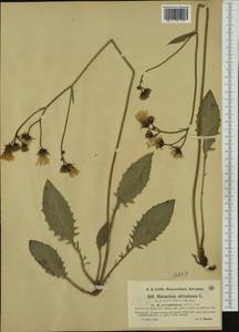 Hieracium glaucinum subsp. prasiophaeum (Arv.-Touv. & Gaut.) Gottschl., Western Europe (EUR) (Switzerland)