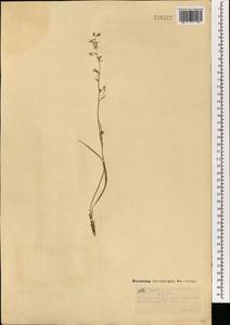 Anticlea sibirica (L.) Kunth, Mongolia (MONG) (Mongolia)