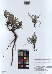 KUZ 001 370, Astragalus testiculatus Pall., Siberia, Altai & Sayany Mountains (S2) (Russia)